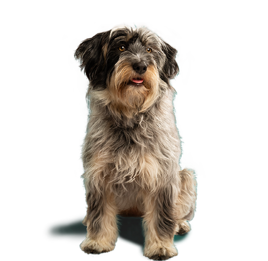 Black and white hairy dog